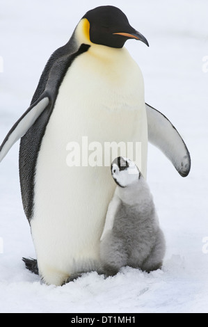 Un adulto pinguino imperatore con un piccolo pulcino nuzzling fino e guardando verso l'alto Foto Stock