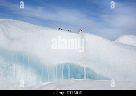 Tre pulcini di pinguino in una fila capi visto il peering su un cumulo di neve o ridge in ghiaccio su Snow Hill island Foto Stock