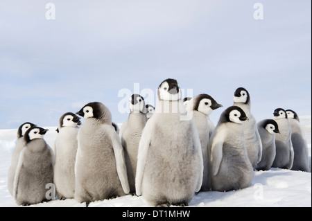 Un gruppo di vivaio del pinguino imperatore pulcini raggomitolati insieme guardando intorno a colonia di allevamento Foto Stock