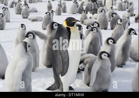 Un gruppo di pinguini imperatore un animale adulto e un grande gruppo di pulcini di pinguino colonia di allevamento Foto Stock