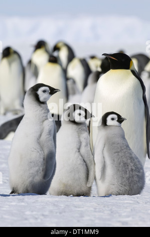 Un gruppo di pinguini imperatore in piedi sul ghiaccio su Snow Hill Island Foto Stock