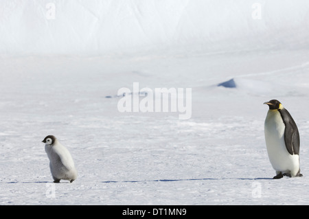Un adulto pinguino imperatore guardando un bambino pulcino su ghiaccio su Snow Hill island Foto Stock