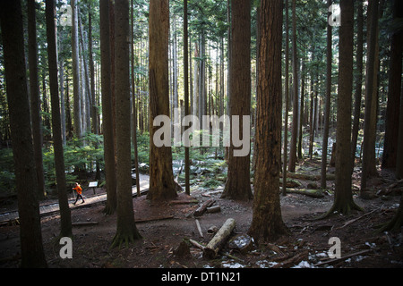 Un uomo che cammina su un sentiero circondato da alberi di alto fusto in una fitta foresta vicino a North Bend Washington Foto Stock