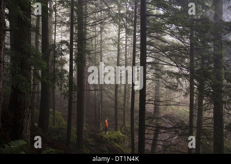 Un uomo si erge su una roccia di muschio che si affaccia su di una fitta foresta su una mattinata nebbiosa vicino a North Bend Washington Foto Stock