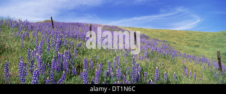 Campo di lupini Lupinus jaimehintoniana Foto Stock