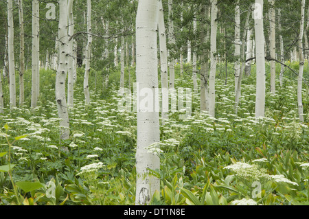 Boschetto di alberi di Aspen con corteccia bianco e fiori selvatici che crescono in loro ombra Foto Stock