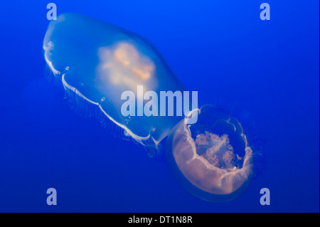 Luna medusa (Aurelia labiata) a Monterey Bay Aquarium, Monterey, California, Stati Uniti d'America, America del Nord Foto Stock