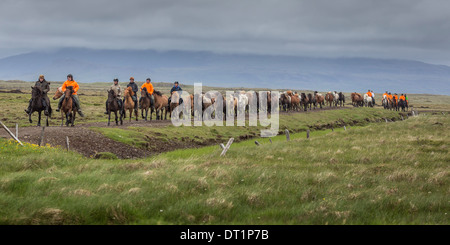 Lo spostamento di una mandria di cavalli in campagna, Snaefellsnes Peninsula, Islanda Foto Stock