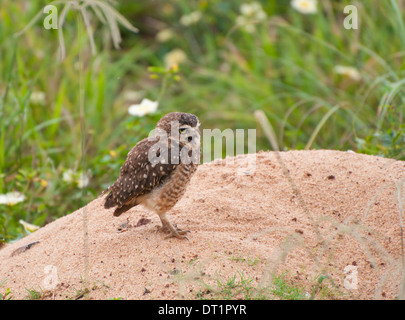 Gufo in burrowing (Atene cunicularia) fotografato lungo la costa sud-orientale del Brasile, a Guarapari. Foto Stock