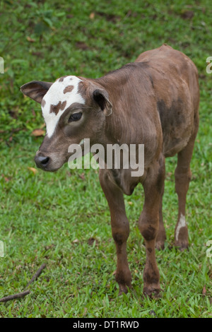 Tipo di zebù polpaccio (Bos primigemius X taurus). Costa Rica. Giovani sterzare ancora di crescere caratteristica gobba sulle spalle. Foto Stock