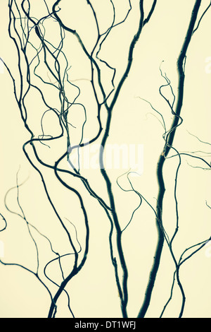 Willow Tree contorte rami forme Foto Stock