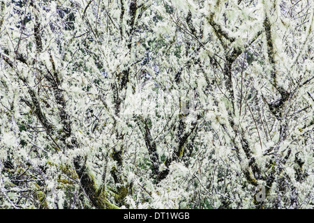 Matusalemme la barba licheni crescono sugli alberi Foto Stock