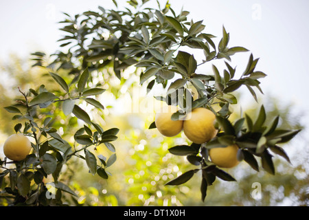 Un tessuto di arco o spalliera di frutta di piante legnose giallo dei limoni sul ramo organici di agrumi Foto Stock