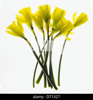 Giallo Daffodil fiori su sfondo bianco Foto Stock