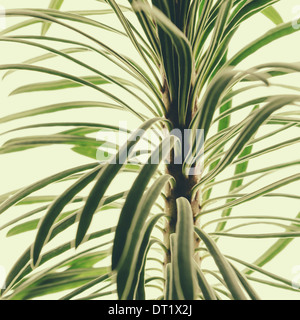 In prossimità di un impianto di Euphorbia su uno sfondo bianco carnose foglie verde Foto Stock