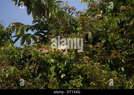 Comune o verde (Iguana Iguana iguana). Maschio adulto, bagni di sole. Cospicua di altri a visualizzare alla stessa altezza. Foto Stock