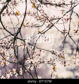 Blooming ornamentali albero di prugna Fiore rosa sui rami molla in Seattle Foto Stock