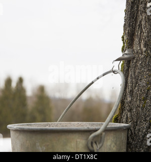 Un secchio di metallo appeso ad un gancio nella corteccia di un albero di acero la raccolta di SAP Foto Stock