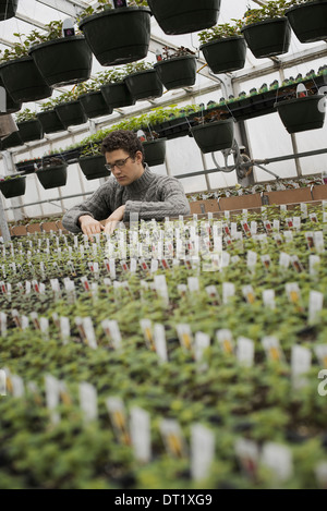 Un uomo le righe di controllo dei materiali di moltiplicazione e le piante giovani Foto Stock