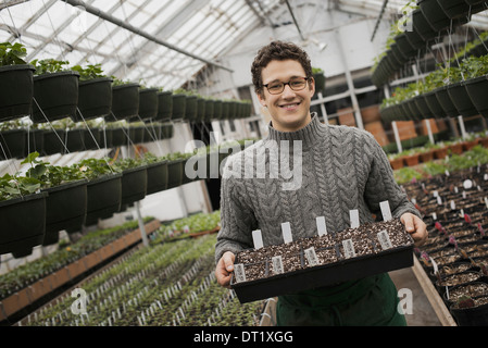 Un uomo di vaschette di contenimento di giovani piante e piantine Foto Stock