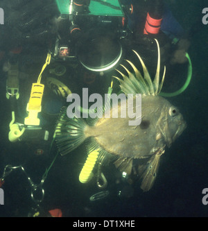 John Dory (Zeus Faber) nuota fino ai subacquei la lente della fotocamera. Incredibile vita sottomarina off La costa britannica. Foto Stock