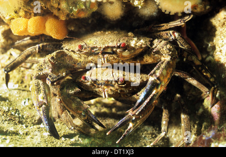 Piscina di velluto di granchi. St Abbs underwater riserva marina. Incredibile vita sottomarina off La costa britannica. Foto Stock