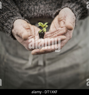 Una persona in una serra commerciale tenendo una pianta piccola piantina nelle sue mani a tazza Foto Stock