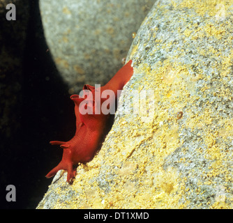 Lepre di mare. Incredibile vita sottomarina off La costa britannica. Questo mare slug è stata trovata in St Abbs Marine Park. Foto Stock