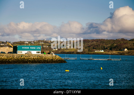 Killybegs porto di pesca County Donegal Irlanda. Ocean Farm Ltd è una società specializzata in allevamento di salmone atlantico Foto Stock