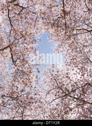 Di schiuma di rosa fiori di ciliegio su alberi di ciliegio in primavera a Washington stato osservato dalla terra contro un cielo blu Foto Stock