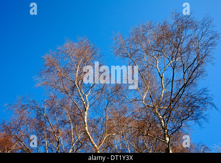 Argento tettoia di betulla contro un cielo blu a Norwich, Norfolk, Inghilterra, Regno Unito. Foto Stock