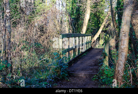 Una passerella di legno su una diga vicino al fiume Wensum in Norwich, Norfolk, Inghilterra, Regno Unito. Foto Stock