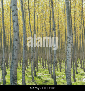 Righe di cresciuti commercialmente alberi di pioppo su un tree farm vicino Pendleton Oregon corteccia pallido e il giallo e il verde delle foglie Foto Stock