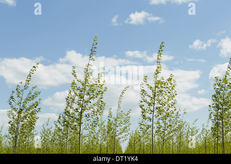 Righe di cresciuti commercialmente alberi di pioppo su un tree farm vicino Pendleton Oregon Foto Stock