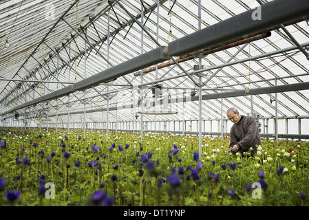 Un uomo che lavora in un organico vivaio glasshouse in primavera Foto Stock