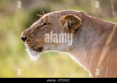 Leonessa parte del famoso Marsh lion orgoglio del Masai Mara Kenya (Panthera leo)