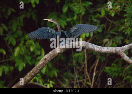 Anhinga o Snake Bird (Anhingha anhinga). Ali teso ad asciugare al sole dopo un periodo di immersione mentre la pesca. Costa Foto Stock