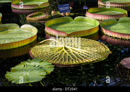 Ninfea gigante, Victoria amazonica con pastiglie di grandi dimensioni e foglie in acqua giglio Casa Giardino Botanico Reale di Kew Gardens, London, Regno Unito Foto Stock