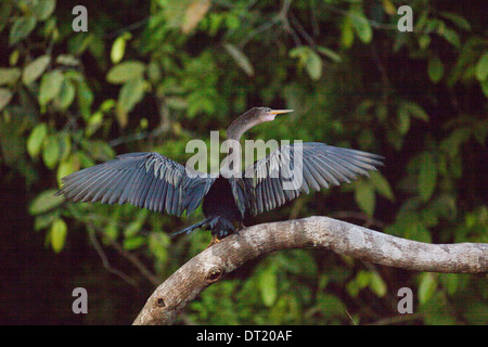 Anhinga o Snake Bird (Anhingha anhinga). Ali di essiccazione al sole dopo un periodo di immersione mentre la pesca. Costa Rica. Foto Stock