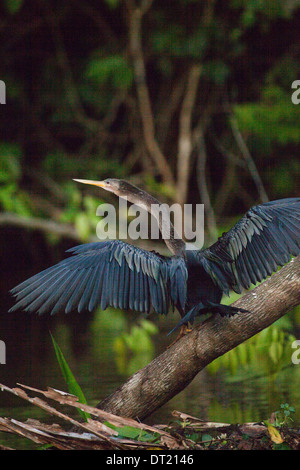 Anhinga o Snake Bird (Anhingha anhinga). Ali di essiccazione al sole dopo un periodo di immersione mentre la pesca. Costa Rica. Foto Stock