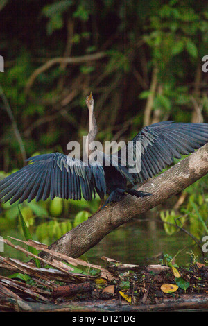 Anhinga o Snake Bird (Anhingha anhinga). Ali di essiccazione al sole dopo un periodo di immersione mentre la pesca. Costa Rica. Foto Stock