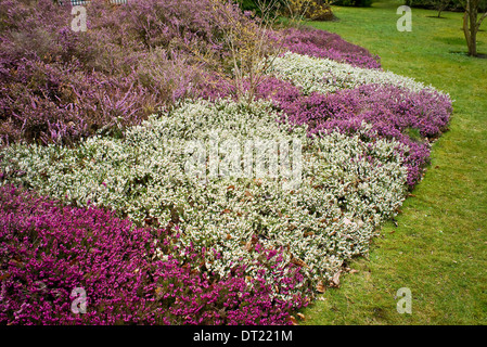 Letto colorata fioritura delle piante di erica in primavera nel Regno Unito Foto Stock