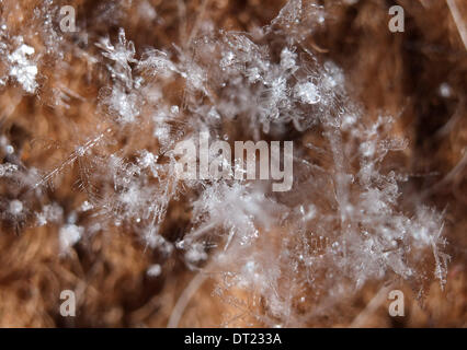 Fort Worth, Texas, Stati Uniti d'America. 6 febbraio, 2014. 2/6/2014 ft. Vale la pena, TX. Stati Uniti d'America. North Texas è coperto con uno strato di neve come una tempesta di neve porta temperature di diciassette gradi fahrenheit. I fiocchi di neve di forme variabili fotografato in Ft. Vale la pena, Tx. © Ralph Lauer/ZUMAPRESS.com/Alamy Live News Foto Stock