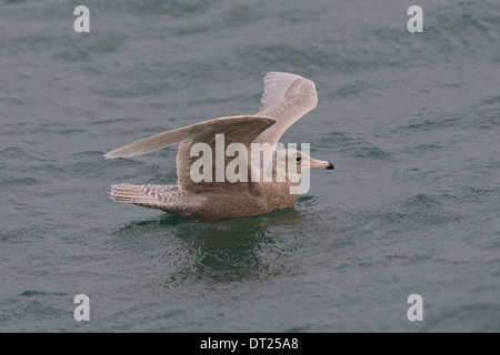 I capretti / primo inverno Glaucous Gull Larus hyperboreus, Shetland, Scotland, Regno Unito Foto Stock
