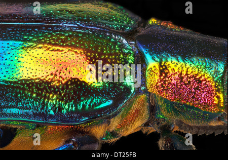 Chrysochroa tulgoeti: vista laterale destra Foto Stock