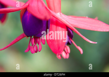 Fiore fucsia Foto Stock