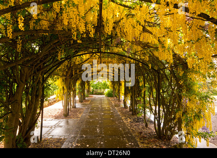 Il Maggiociondolo Arch, Ness Giardini Botanici, il Wirral, Merseyside England, Regno Unito Foto Stock