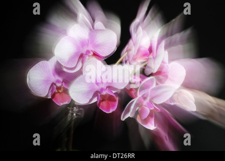 Bella orchidea rosa su sfondo scuro, orizzontale Foto Stock