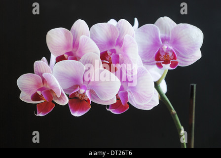 Bella orchidea rosa su sfondo scuro, orizzontale Foto Stock