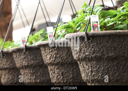 Cestini di fiori appesi in una nursery Foto Stock